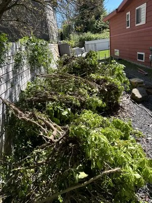 Aguilar General Landcaping Logo