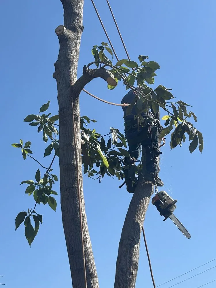 Affordable landscape installation near you across Bell Gardens, CA - Aguilar Landscaping