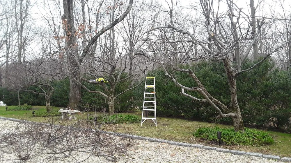 Expert yard cleanup service experts serving Bridgeport, CT - Aguilar Landscaping