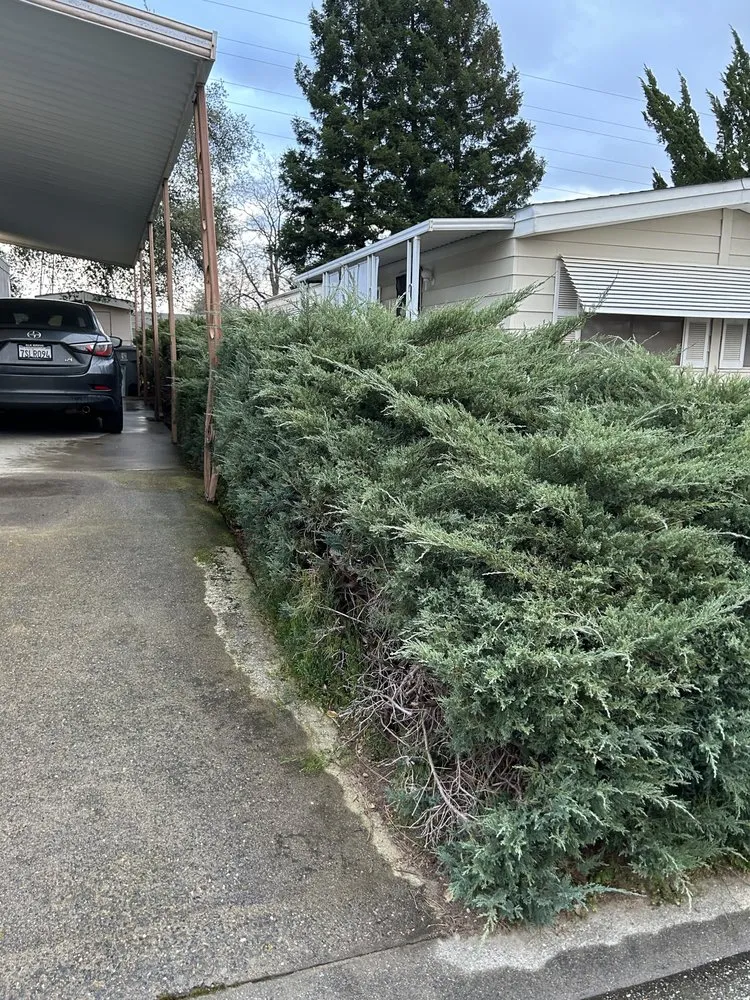 Trusted lawn mowing service for residential properties in Antelope, CA by Aguilar Lawncare