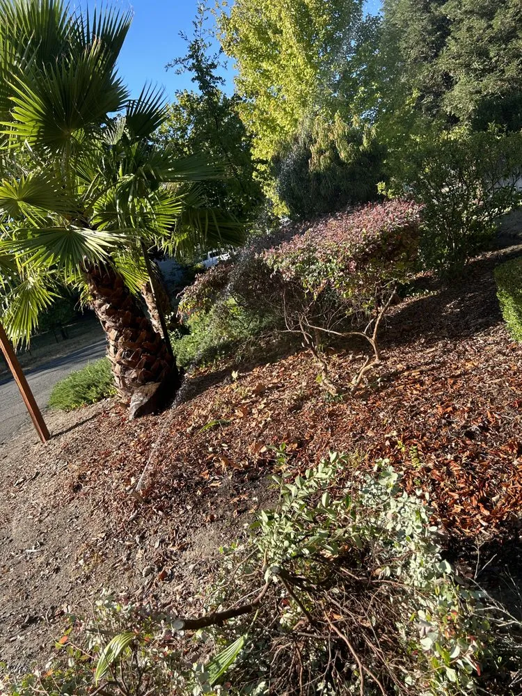 Top-rated landscaping services for beautiful yards in Antelope, CA by Aguilar Lawncare