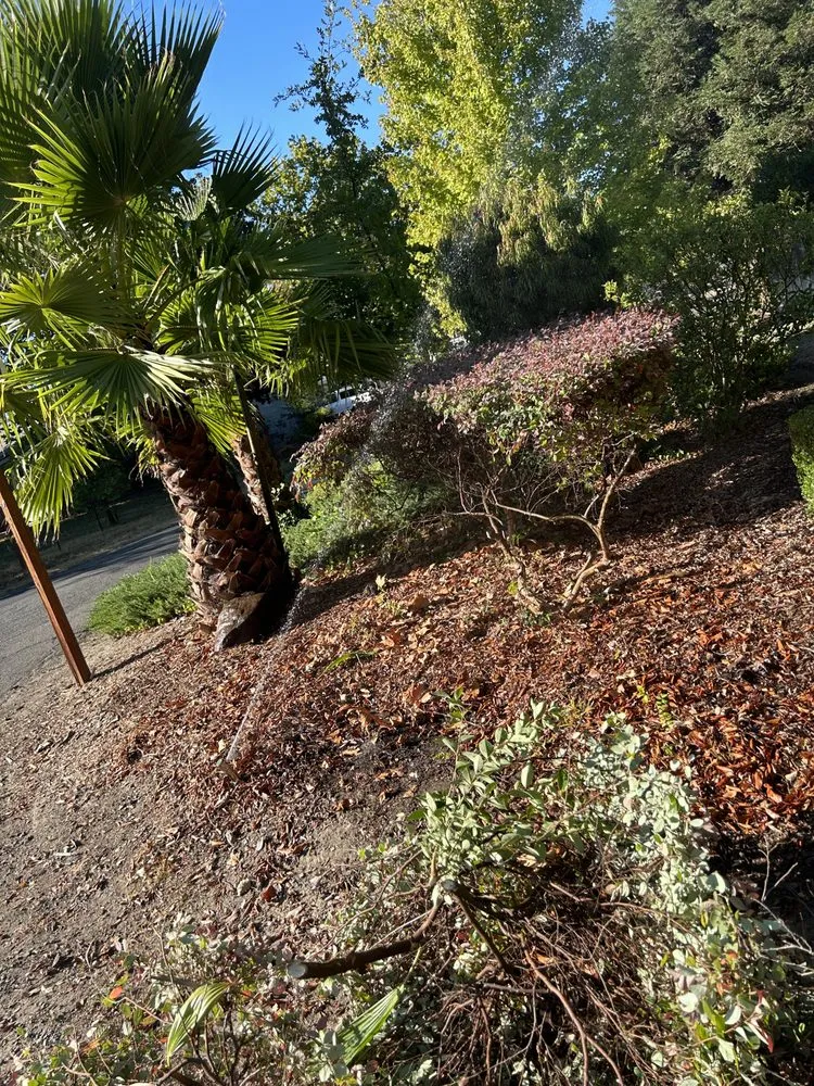 Reliable landscaping services for homes across Antelope, CA - Aguilar Lawncare