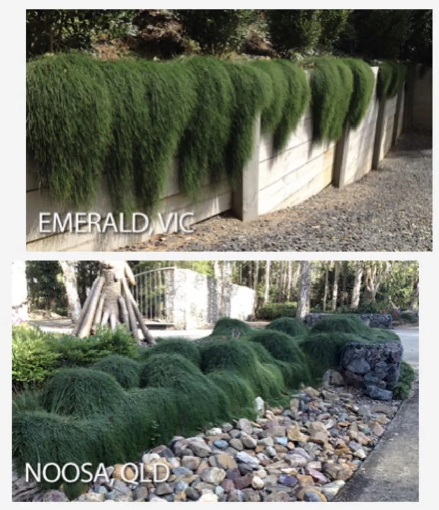 Professional yard cleanup service for homes across Altadena, CA - Aguilar Tree & Landscaping