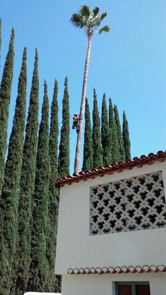 Reliable landscaping services for residential properties across Altadena, CA - Aguilar Tree & Landscaping