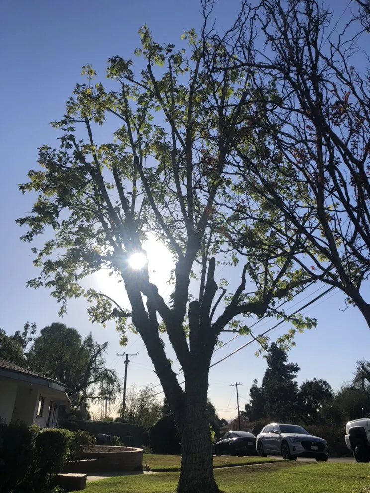 Trusted lawn mowing service in Altadena, CA - Aguilar Tree & Landscaping