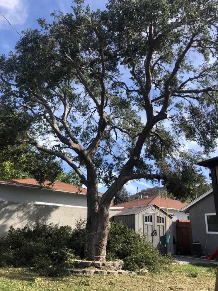 Custom outdoor landscaping in Altadena, CA by Aguilar Tree & Landscaping