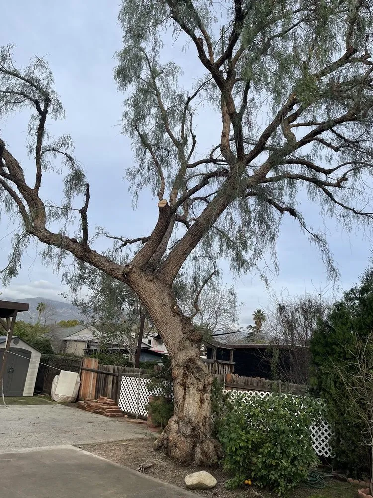 Reliable yard maintenance with custom design across Altadena, CA - Aguilar Tree & Landscaping