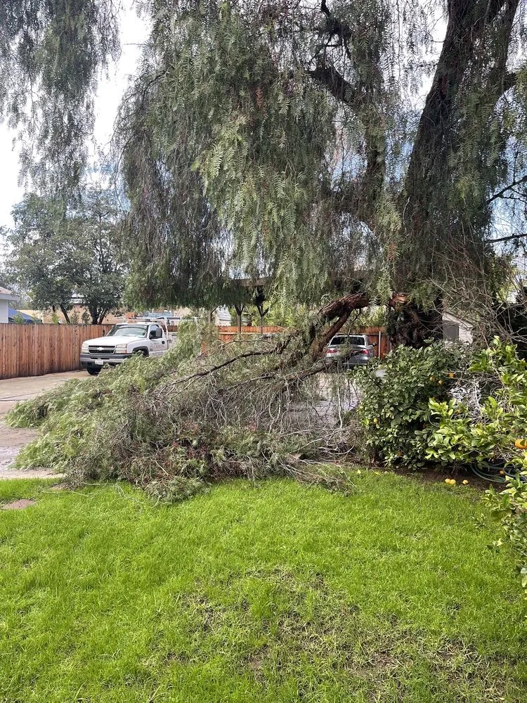 Reliable yard cleanup service for beautiful yards across Altadena, CA - Aguilar Tree & Landscaping