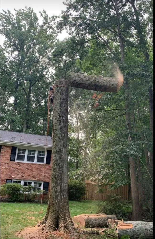 Professional landscaping services in Culpeper, VA by Aguilar Tree and Landscaping Service