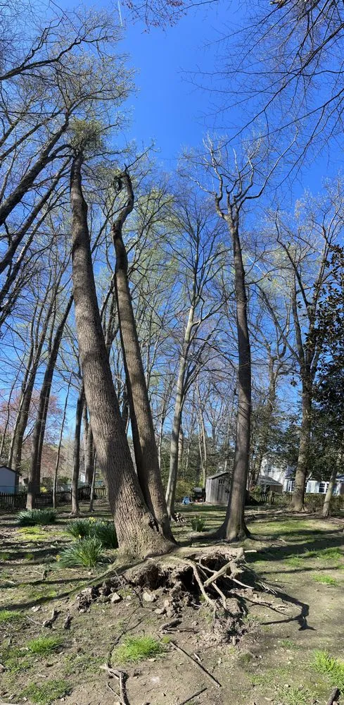Professional landscape installation for homes in Culpeper, VA by Aguilar Tree and Landscaping Service