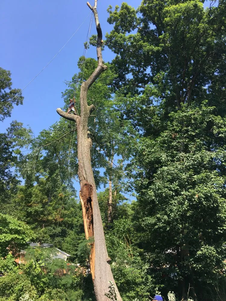 Reliable lawn mowing service in Culpeper, VA - Aguilar Tree and Landscaping Service