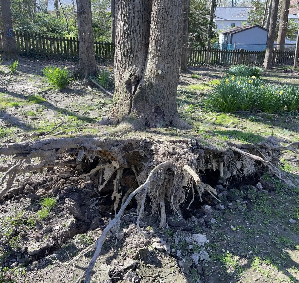 Affordable yard cleanup service in Culpeper, VA by Aguilar Tree and Landscaping Service