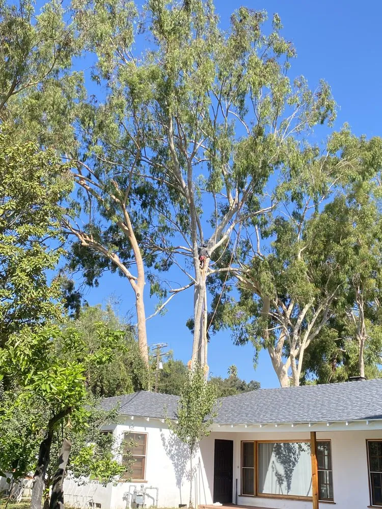 Professional lawn mowing service experts serving Altadena, CA - Aguilar Tree Service & Landscaping