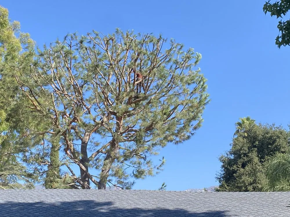 Reliable garden landscaping experts serving Altadena, CA - Aguilar Tree Service & Landscaping