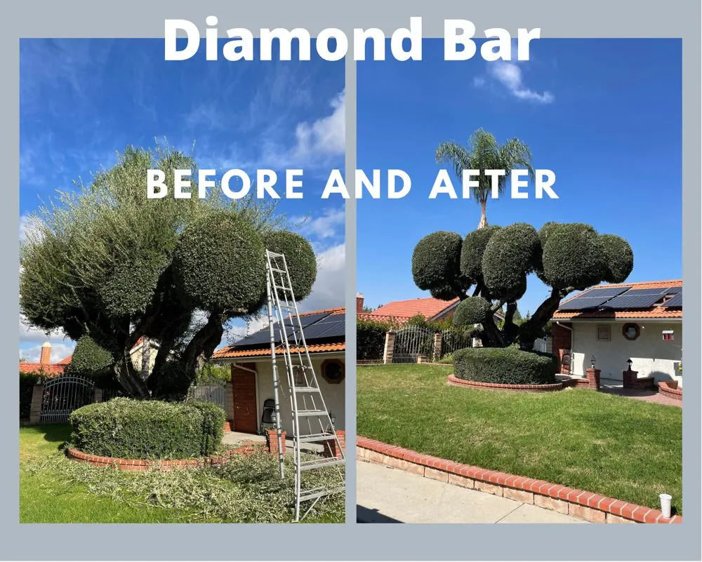 Local garden landscaping in Anaheim, CA by Aguilar Tree Service