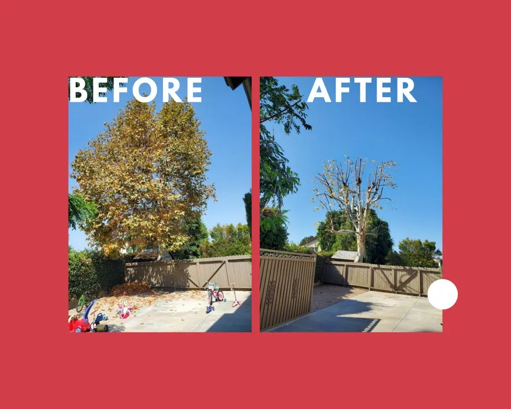 Custom garden landscaping experts serving Anaheim, CA - Aguilar Tree Service