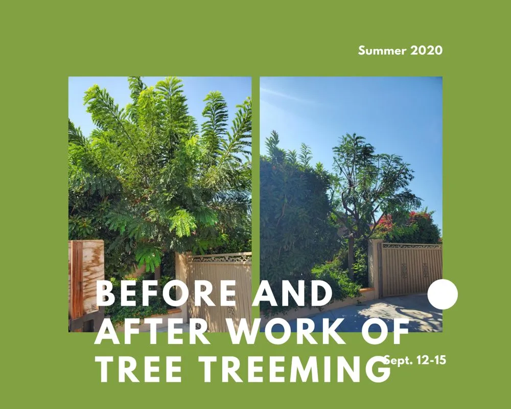 Affordable yard cleanup service in Anaheim, CA - Aguilar Tree Service