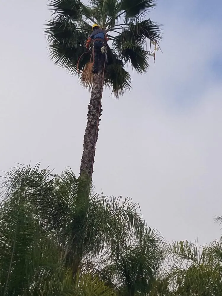 Affordable garden landscaping experts serving Anaheim, CA - Aguilar Tree Service