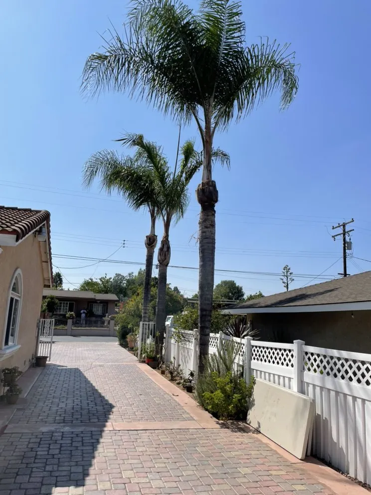 Top-rated residential landscaping experts serving Anaheim, CA - Aguilar Tree Service