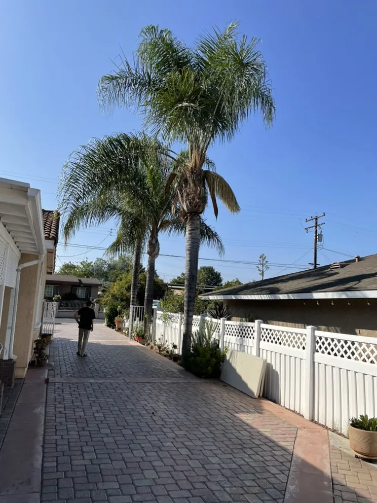 Custom yard cleanup service experts serving Anaheim, CA - Aguilar Tree Service