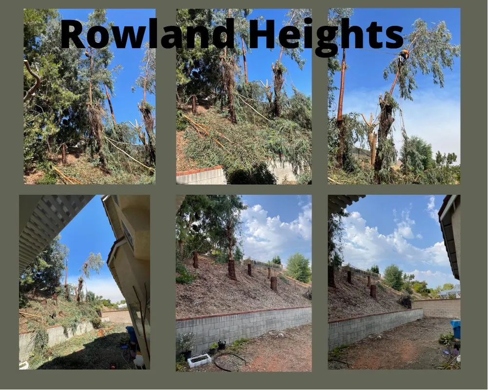 Reliable landscape installation for residential properties across Anaheim, CA - Aguilar Tree Service