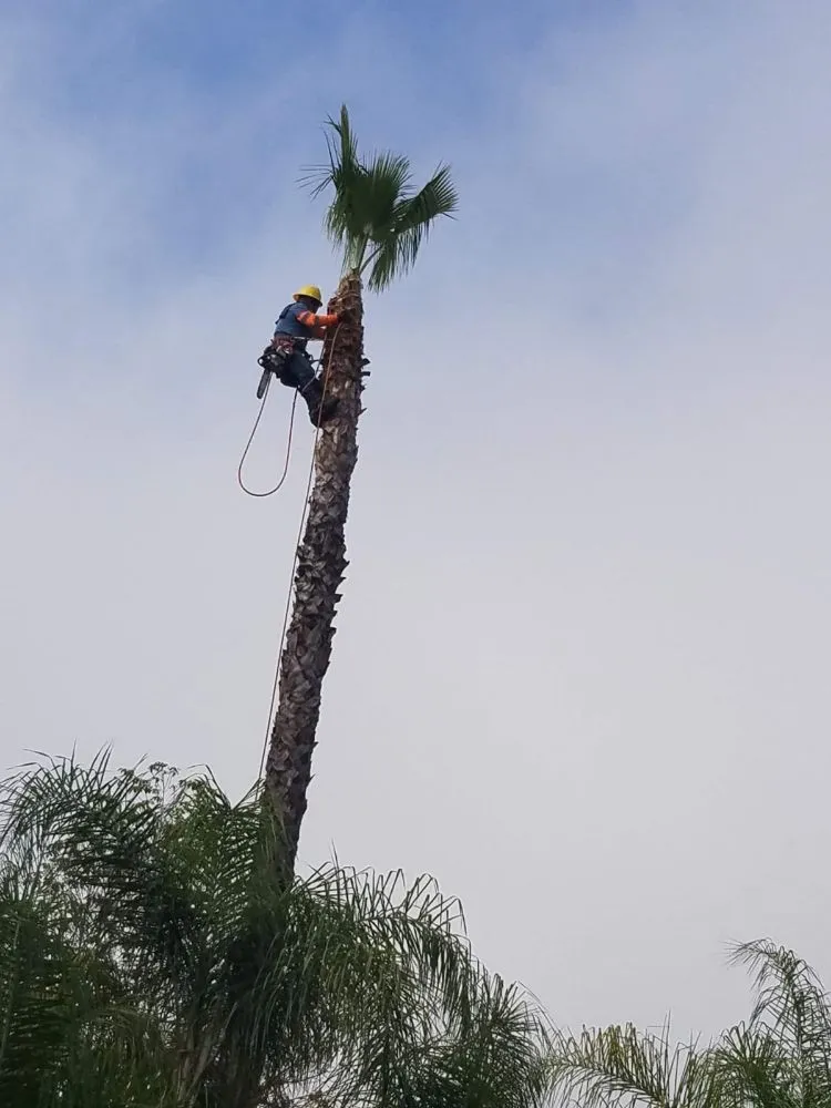 Local landscape installation experts serving Anaheim, CA - Aguilar Tree Service
