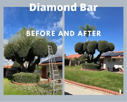 Aguilar Tree Service Logo