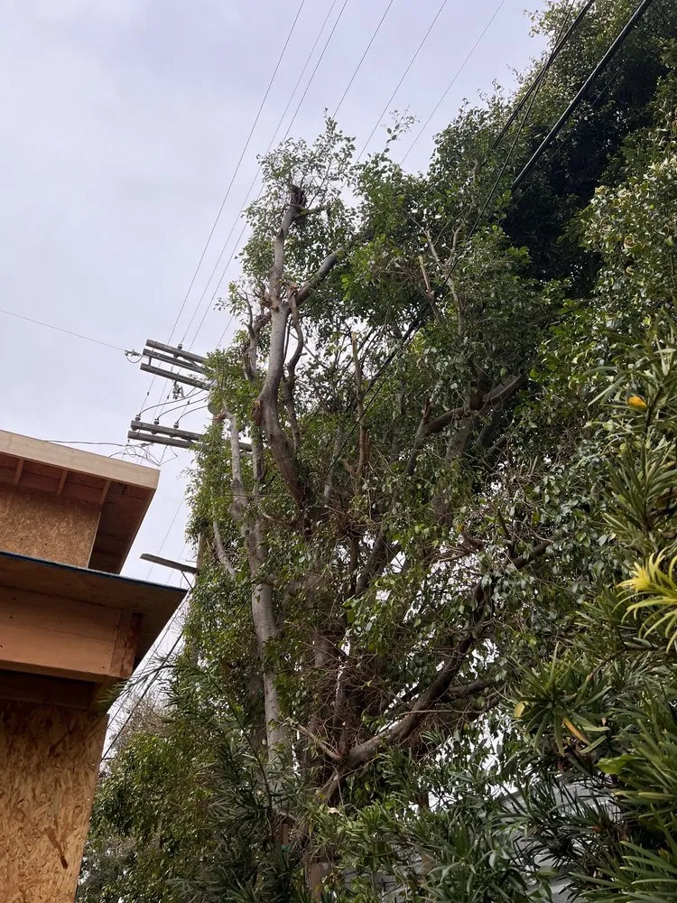 Expert residential landscaping for beautiful yards in Altadena, CA by Aguilar Tree Service and Landcape Design