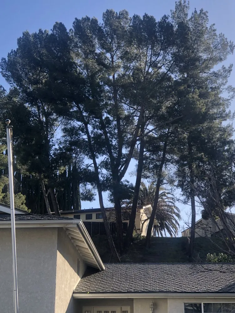 Expert residential landscaping in Altadena, CA by Aguilar Tree Service and Landcape Design