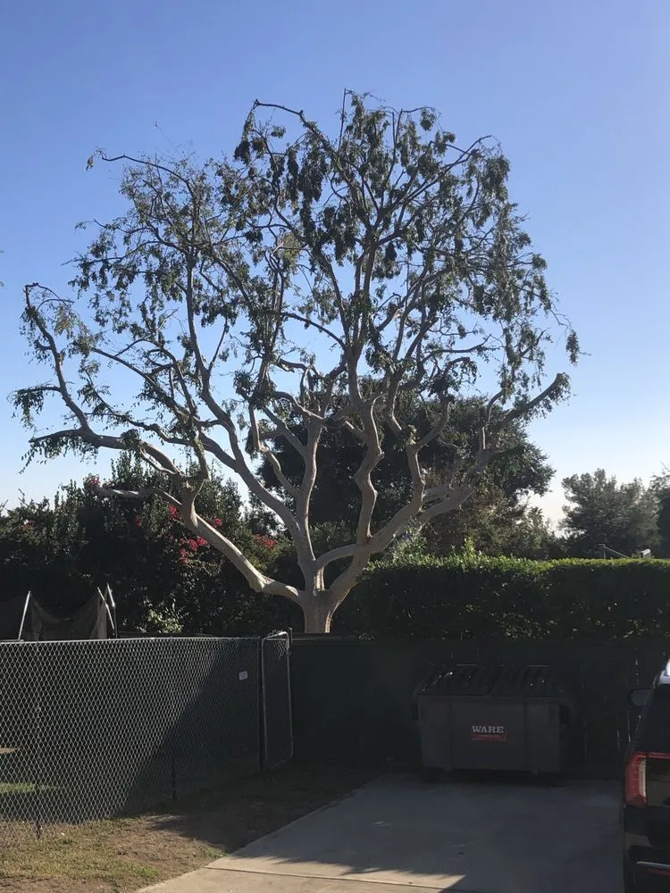 Professional yard cleanup service in Altadena, CA by Aguilar Tree Service and Landcape Design