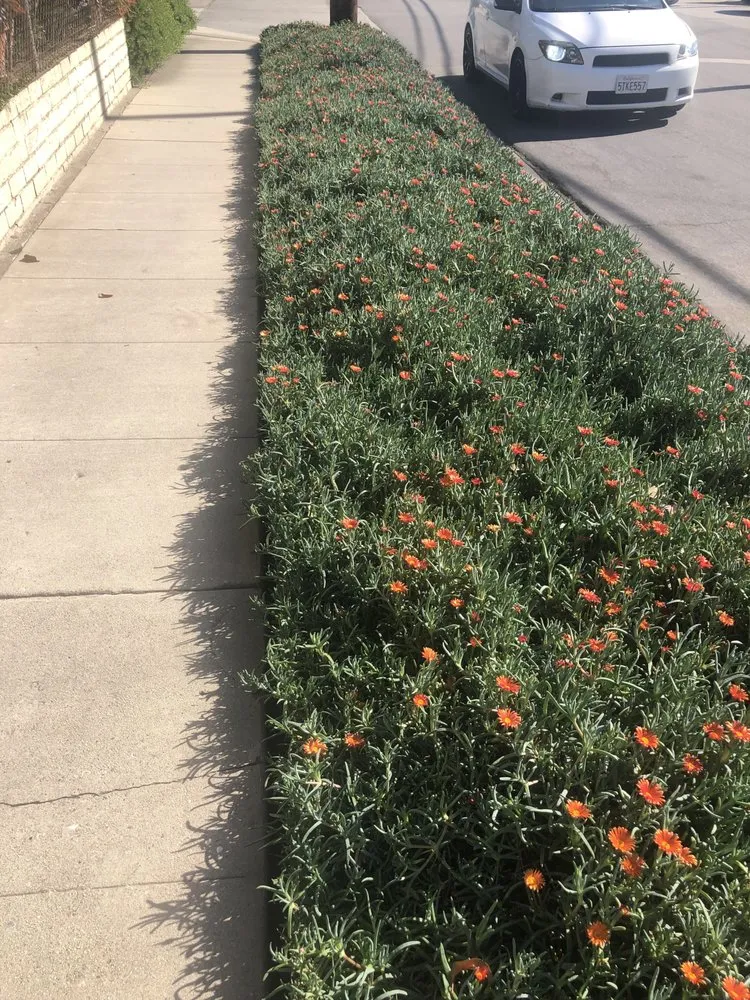 Trusted residential landscaping for year-round maintenance in Altadena, CA by Aguilar Tree Service and Landcape Design