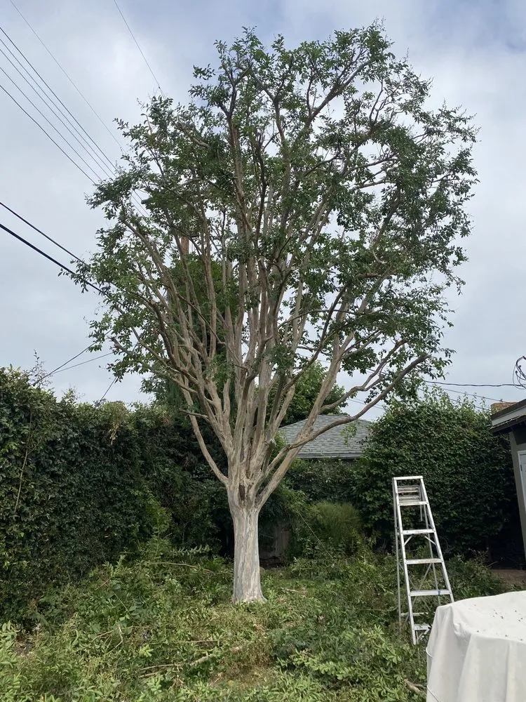 Affordable lawn care service for residential properties across Altadena, CA - Aguilar Tree Service and Landcape Design
