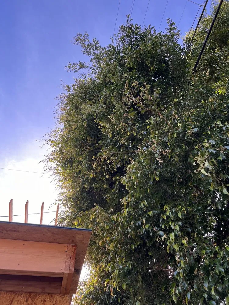 Professional outdoor landscaping for year-round maintenance in Altadena, CA by Aguilar Tree Service and Landcape Design