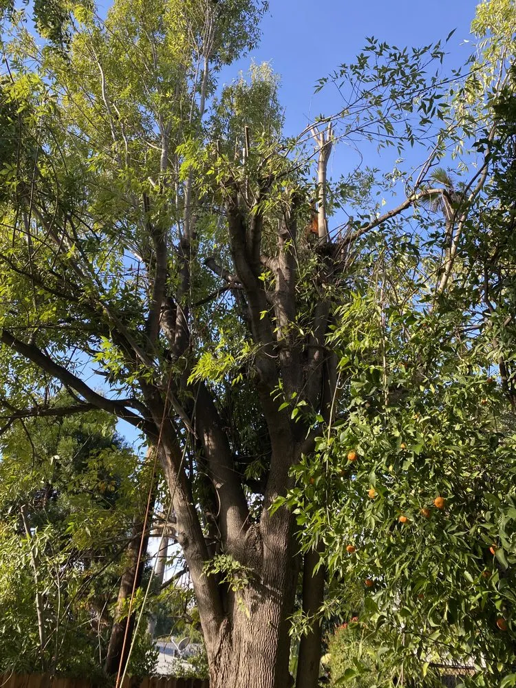 Trusted lawn care service experts serving Altadena, CA - Aguilar Tree Service and Landcape Design