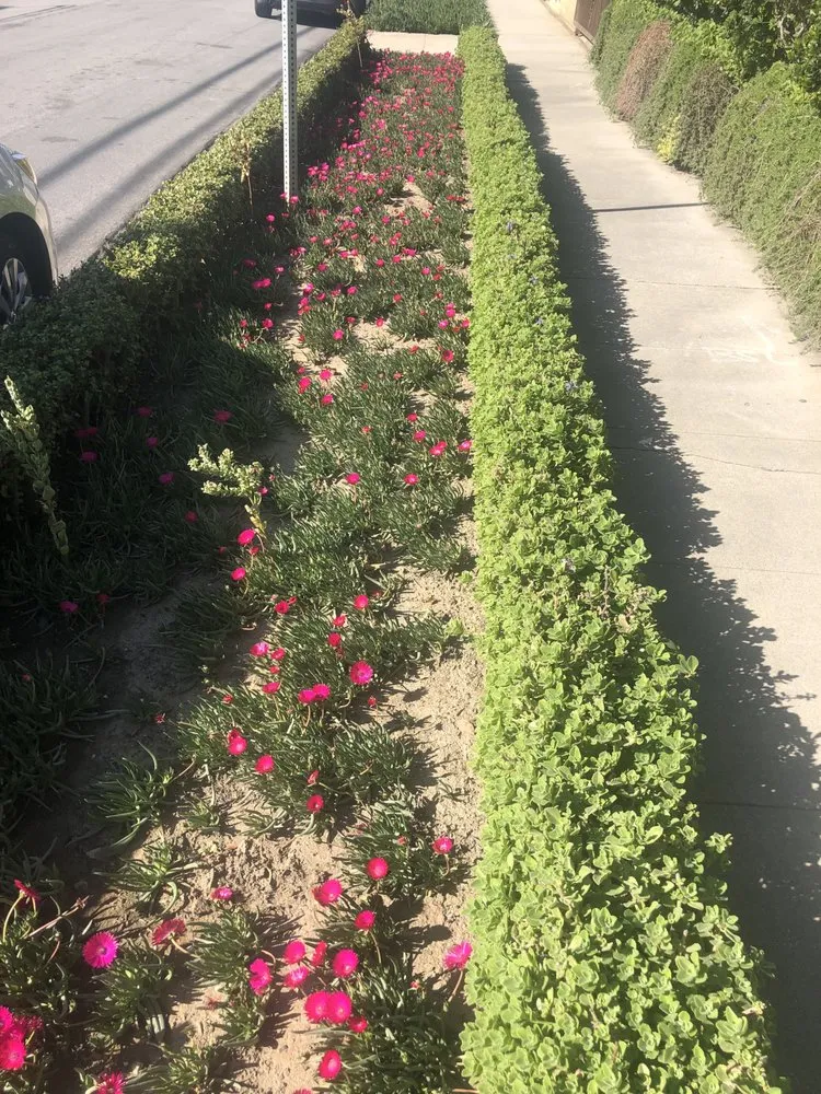 Reliable residential landscaping in Altadena, CA by Aguilar Tree Service and Landcape Design