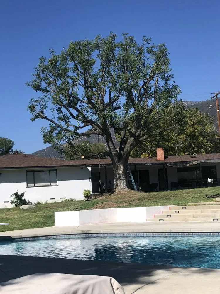 Expert residential landscaping with custom design in Altadena, CA by Aguilar Tree Service and Landcape Design