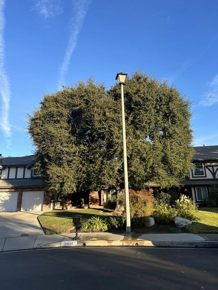 Affordable lawn mowing service in Santa Clarita, CA by Aguilar Tree Trimming