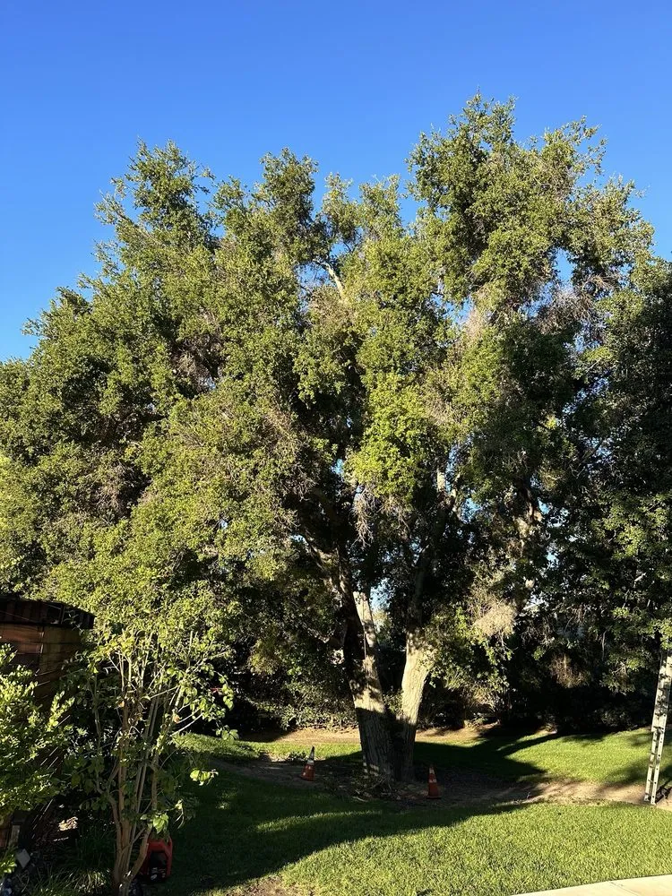Local lawn care service near you in Santa Clarita, CA by Aguilar Tree Trimming