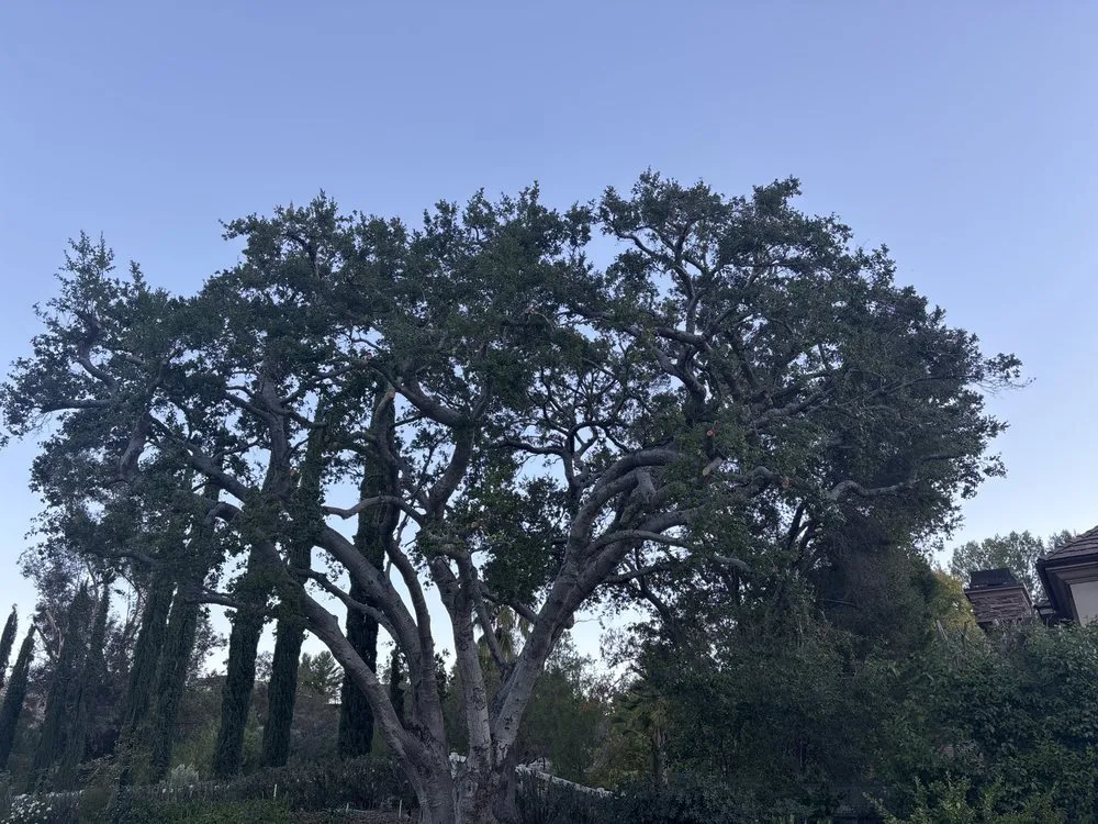 Professional landscape installation for homes in Santa Clarita, CA by Aguilar Tree Trimming