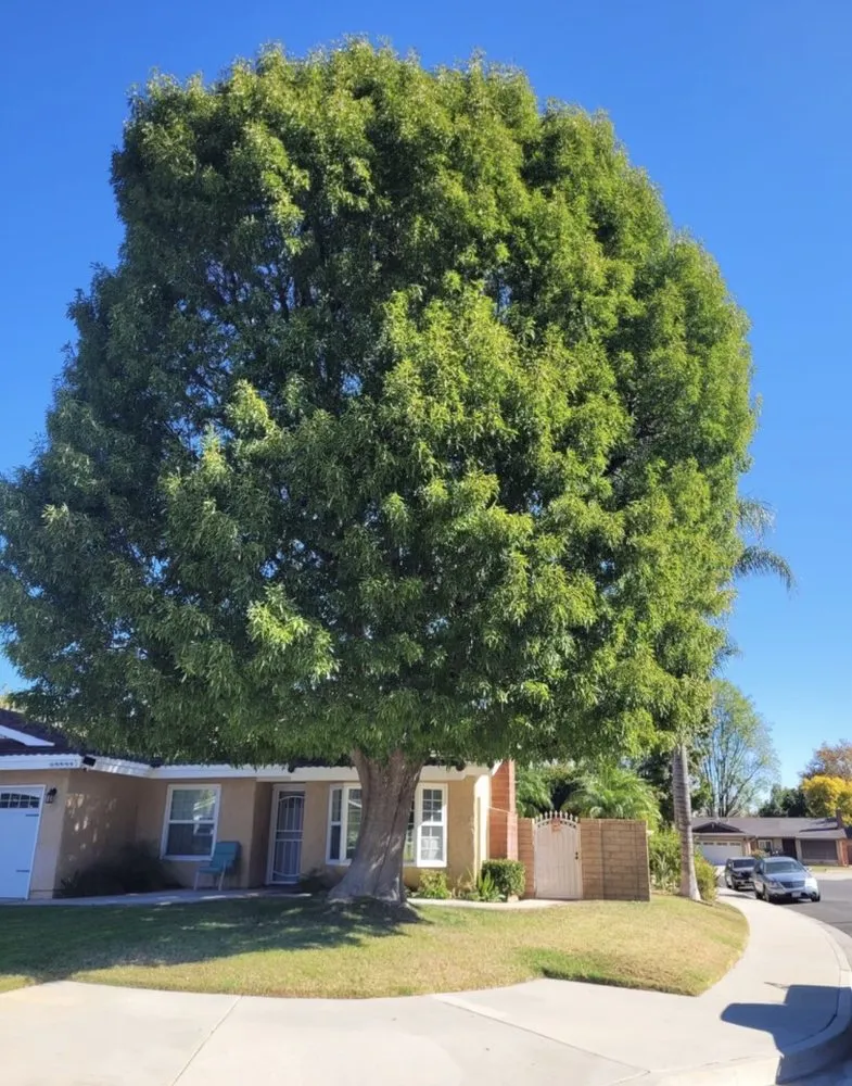 Professional landscape installation in Santa Clarita, CA - Aguilar Tree Trimming