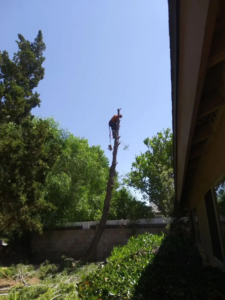 Custom yard maintenance experts serving Santa Clarita, CA - Aguilar Tree Trimming