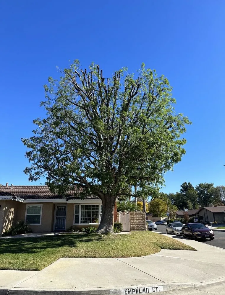 Top-rated yard cleanup service experts serving Santa Clarita, CA - Aguilar Tree Trimming