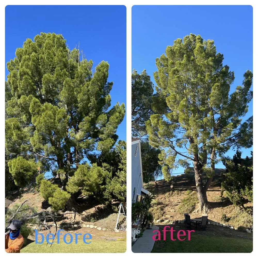 Custom outdoor landscaping experts serving Santa Clarita, CA - Aguilar Tree Trimming