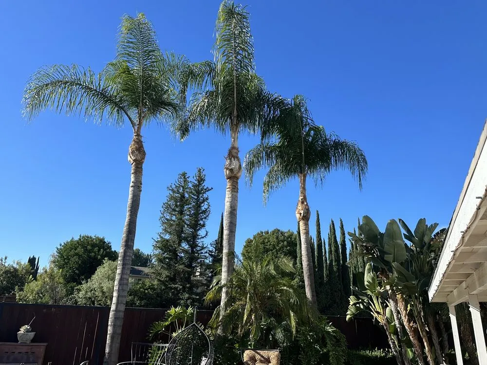Professional landscaping services in Santa Clarita, CA by Aguilar Tree Trimming