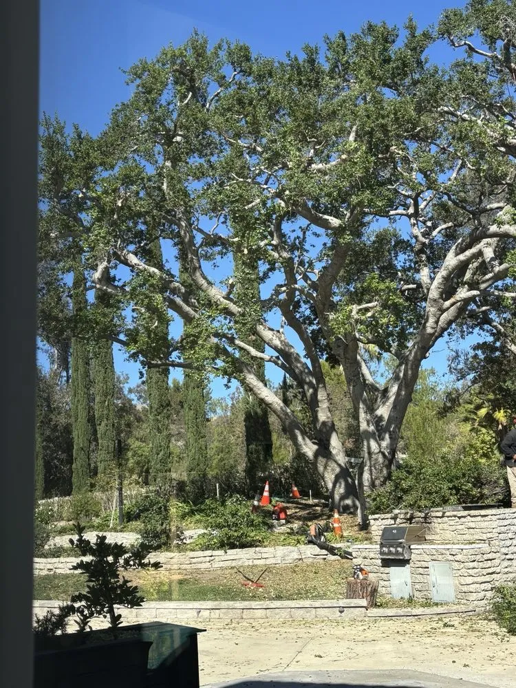 Custom landscaping services in Santa Clarita, CA - Aguilar Tree Trimming
