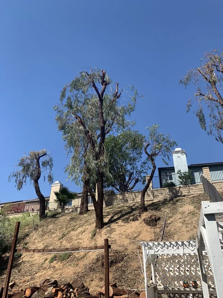 Reliable yard cleanup service in Santa Clarita, CA by Aguilar Tree Trimming