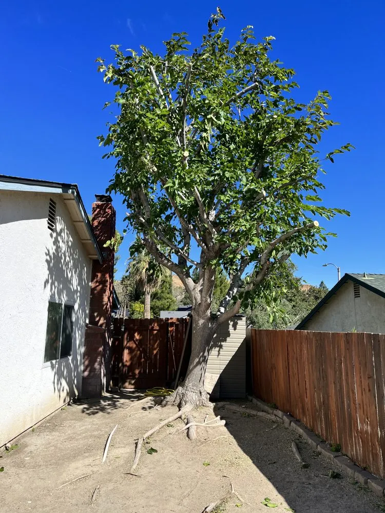 Reliable yard cleanup service for year-round maintenance in Santa Clarita, CA by Aguilar Tree Trimming