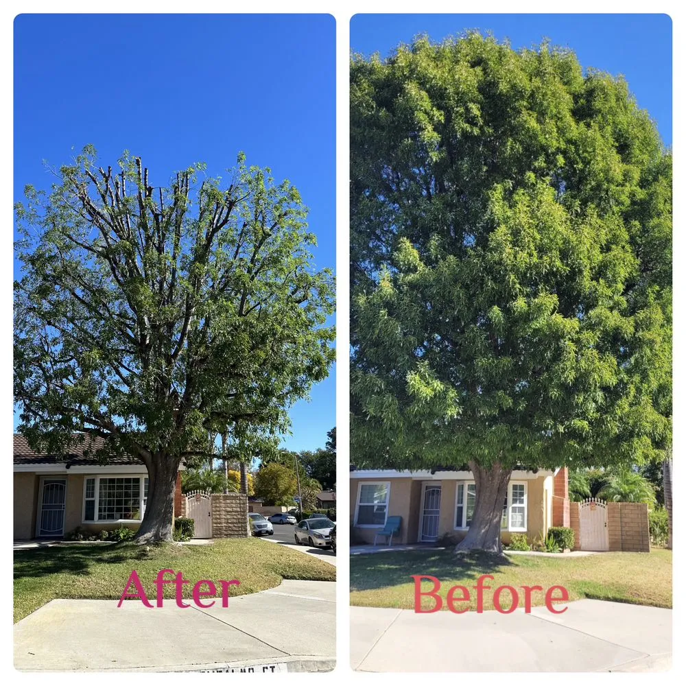 Reliable landscape design in Santa Clarita, CA - Aguilar Tree Trimming