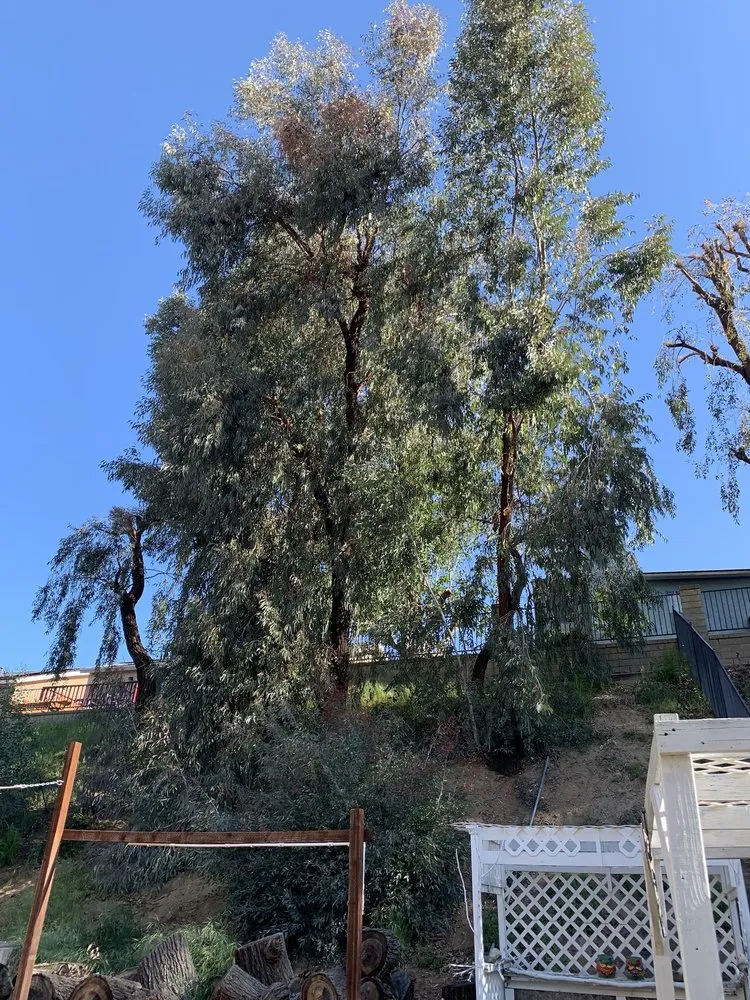 Trusted landscaping services in Santa Clarita, CA by Aguilar Tree Trimming