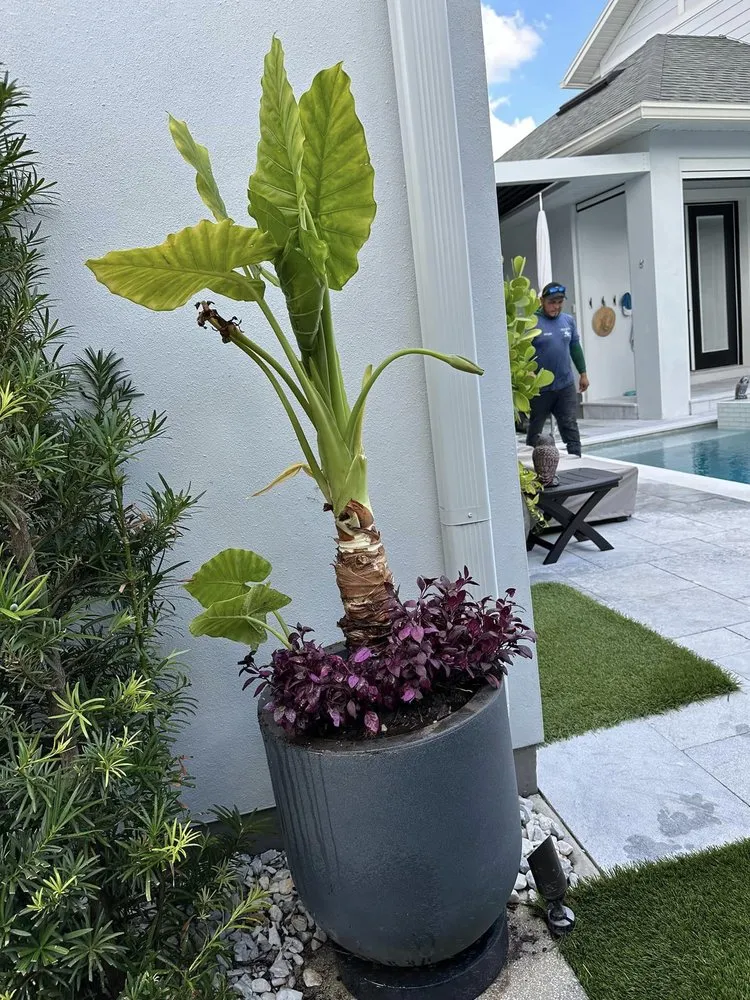 Custom landscape installation in Ocoee, FL by Aguilar's Landscaping